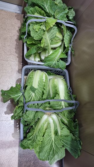 김지철님의 기타작물 · 영농일지 작성글 사진