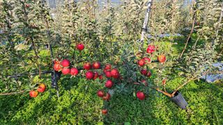 유혜영님의 사과 · 영농일지 작성글 사진