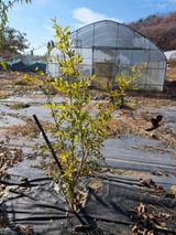 팜모닝 복숭아·영농일지 게시글 이미지