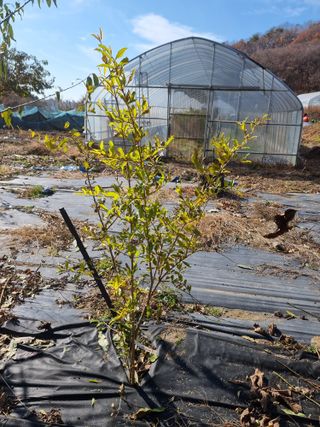 우묵골님의 복숭아 · 영농일지 작성글 사진