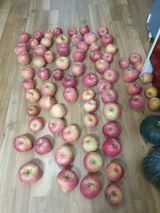 팜모닝 사과·영농일지 게시글 이미지