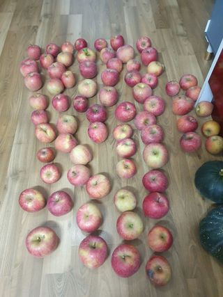 엄기덕님의 사과 · 영농일지 작성글 사진