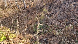 김홍중님의 두릅 · 영농일지 작성글 사진