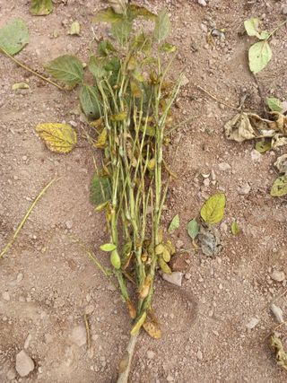 전진욱님의 콩 · 영농일지 작성글 사진