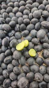 팜모닝 기타작물·영농일지 게시글 이미지