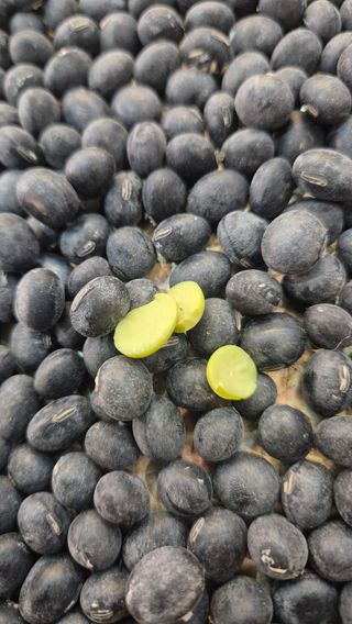 김연숙님의 기타작물 · 영농일지 작성글 사진