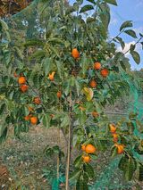 팜모닝 기타작물·영농일지 게시글 이미지