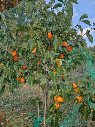 연모 자연의행복님의 기타작물 · 영농일지 작성글 사진