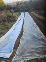 팜모닝 기타작물·영농일지 게시글 이미지