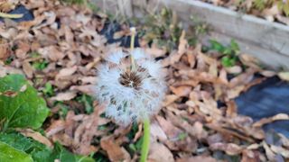 김홍중님의 두릅 · 영농일지 작성글 사진