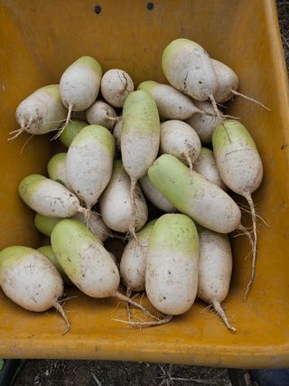 김제일주농장님의 기타작물 · 영농일지 작성글 사진