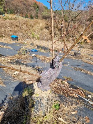 우묵골님의 복숭아 · 영농일지 작성글 사진