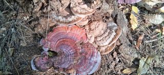 우철님의 기타작물 · 영농일지 작성글 사진