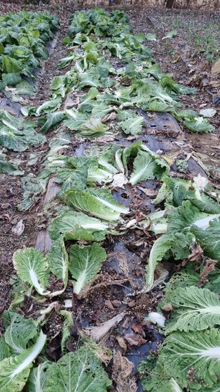 김지철님의 기타작물 · 영농일지 작성글 사진