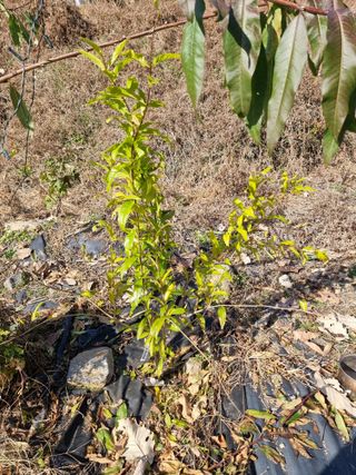 우묵골님의 복숭아 · 영농일지 작성글 사진