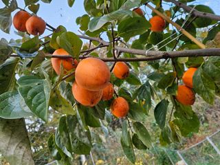 연모 자연의행복님의 기타작물 · 영농일지 작성글 사진