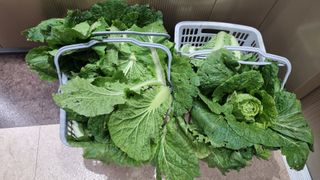 김지철님의 기타작물 · 영농일지 작성글 사진