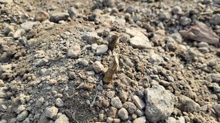 김홍중님의 두릅 · 영농일지 작성글 사진