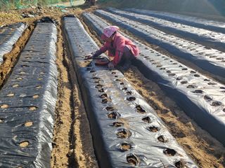 여우내 이순홍님의 파 · 영농일지 작성글 사진