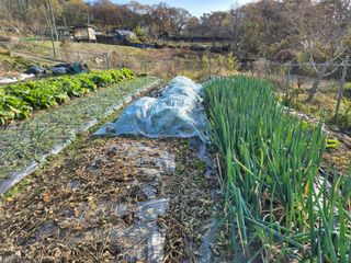 이준영님의 기타작물 · 영농일지 작성글 사진