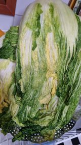 팜모닝 기타작물·영농일지 게시글 이미지