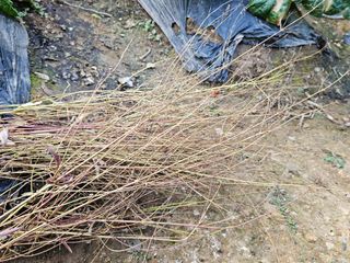 연모 자연의행복님의 기타작물 · 영농일지 작성글 사진