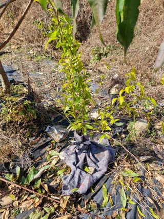 우묵골님의 복숭아 · 영농일지 작성글 사진