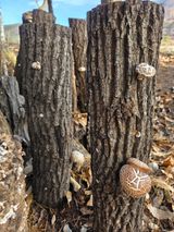 팜모닝 기타작물·영농일지 게시글 이미지