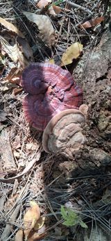 팜모닝 기타작물·영농일지 게시글 이미지