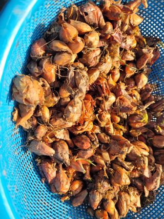 여우내 이순홍님의 파 · 영농일지 작성글 사진