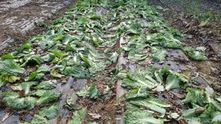 김지철님의 기타작물 · 영농일지 작성글 사진