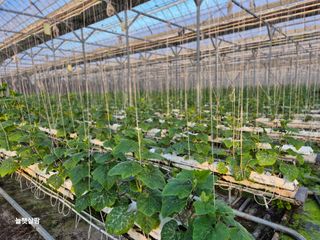 늘햇살팜 님의 기타작물 · 영농일지 작성글 사진