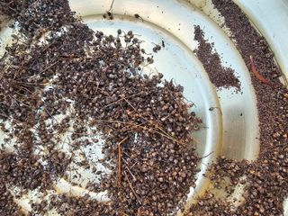 연모 자연의행복님의 기타작물 · 영농일지 작성글 사진