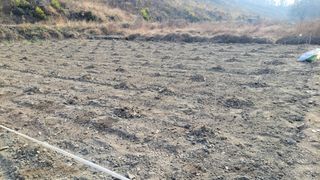 김홍중님의 두릅 · 영농일지 작성글 사진