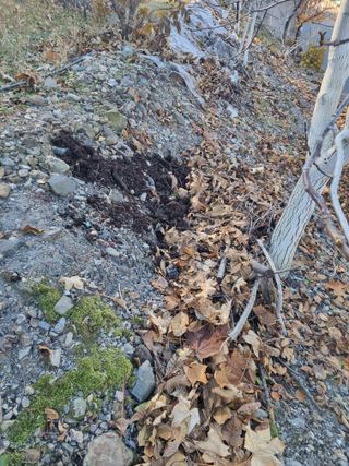 김용대님의 기타작물 · 영농일지 작성글 사진