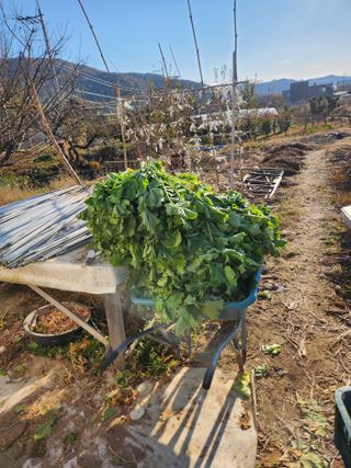 김영숙님의 기타작물 · 영농일지 작성글 사진