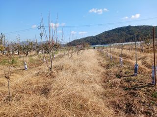 제키님의 감 · 영농일지 작성글 사진