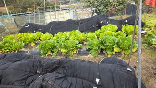 가야산아래촌농님의 기타작물 · 영농일지 작성글 사진