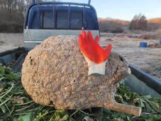 신승철님의 콩 · 영농일지 작성글 사진