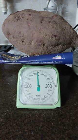 이갑덕님의 고구마 · 영농일지 작성글 사진