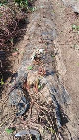 팜모닝 고구마·영농일지 게시글 이미지