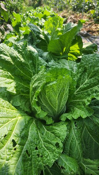 콩콩콩님의 기타작물 · 영농일지 작성글 사진