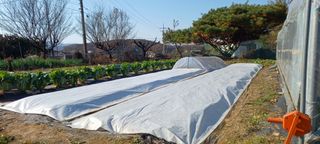 홍사용님의 기타작물 · 영농일지 작성글 사진