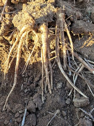 이름유순옥님의 기타작물 · 영농일지 작성글 사진