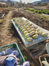 팜모닝 기타작물·영농일지 게시글 이미지