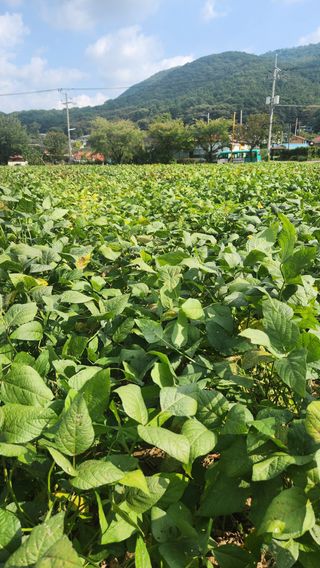 콩콩콩님의 기타작물 · 영농일지 작성글 사진