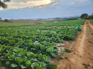 김저팔계님의 파 · 영농일지 작성글 사진