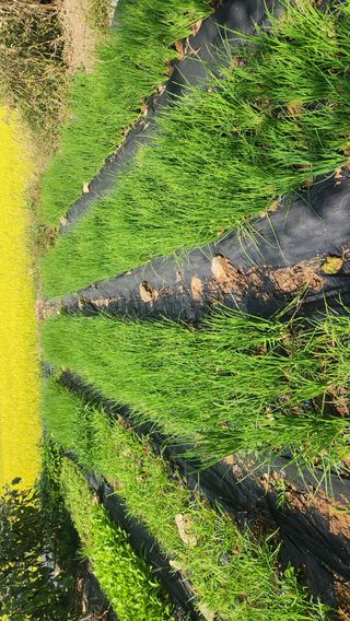콩콩콩님의 기타작물 · 영농일지 작성글 사진