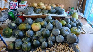 이갑덕님의 호박 · 영농일지 작성글 사진