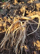 팜모닝 기타작물·영농일지 게시글 이미지